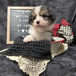 2 - green collar boy - Black and tan male Pembroke Welsh Corgi puppy in Harrisburg, Illinois from Parish Corgis
