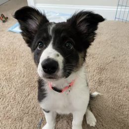 Orange - Tri-color Border Collie puppy in Huntersville, North Carolina from Millie’s Border Collie