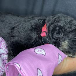 German Shepherd Puppies from Saylor Shepherds