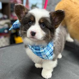Windsor - Pembroke Welsh Corgi