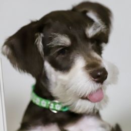 Mr. Green - Liver male Miniature Schnauzer puppy in Pensacola, Florida from Reservoir Dogs