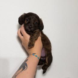 Jasmine - Brindle female Dachshund puppy in Maidsville, West Virginia from L&B Lowriders