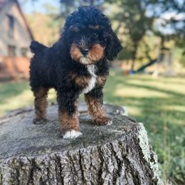 Coral - Tri-color female Bernedoodle puppy in Brookville, Pennsylvania from Woodland Mountain Doodles