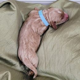 Blue - Apricot male Goldendoodle puppy in Summerfield, North Carolina from Lila's Teddybear Goldendoodles