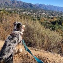 Miniature Australian Shepherds from Astrids Mini/Toy Aussies