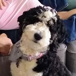 Muffin - Bernedoodle