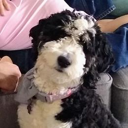 Muffin - Bernedoodle