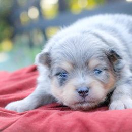 Acorn - Blue merle male Pomeranian puppy in Bremen, Indiana from AMS Pomeranians and Pomskies in Indiana