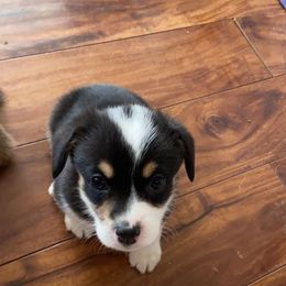 Pembroke Welsh Corgi Puppies from Sully's Corgis