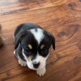 Pembroke Welsh Corgi Puppies from Sully's Corgis