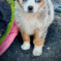 Blue female - Blue merle female Miniature Australian Shepherd puppy in Lemon Cove, California from Magic Ranch Mini Aussies