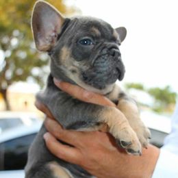 French Bulldog Puppies from Keisha Freeman