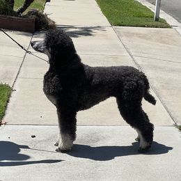 Prim - Poodle