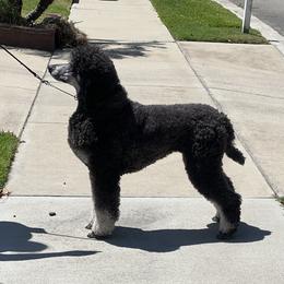 Prim - Poodle