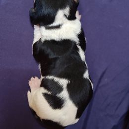 Baby blue boy - Black and white male Basset Hound puppy in Santa Rosa, California from Redwood Coast bassetts