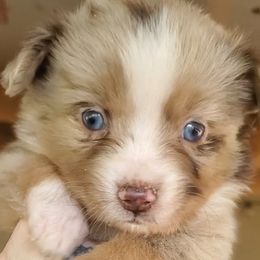 Louis - Miniature Australian Shepherd puppy in Roseville, California from Golden State Mini Aussies