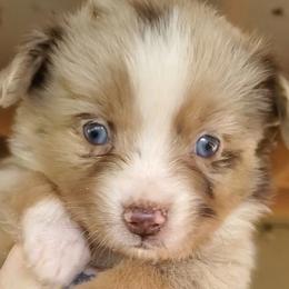 Louis - Miniature Australian Shepherd puppy in Roseville, California from Golden State Mini Aussies