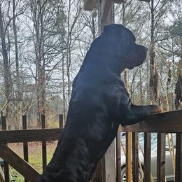 Chance - Rottweiler