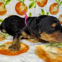 Pink - Black and tan male Airedale Terrier puppy in Branch, Michigan from Aim High Airedales & German Shorthaired Pointers