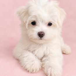 Maltese and Yorkshire Terrier Puppies from Maltese Dollhouse