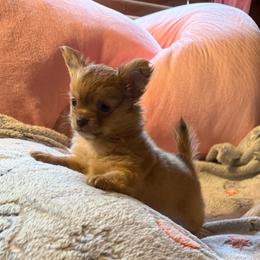 William - Chocolate male Chihuahua puppy in Beaumont, Texas from Anastasia’s Tiny Pupps