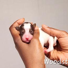 Woodstock - Parti male Poodle puppy in Dover, Delaware from Dogtastic Poodles