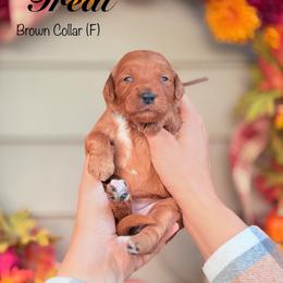 Treat - Red  female Goldendoodle puppy in Mendon, Massachusetts from Comfort & Cuddle Co