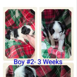 Australian Shepherd and Great Dane Puppies from AEW Farm