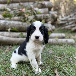 Gunner - Black and white male English Springer Spaniel puppy in Comer, Georgia from Stratton Spaniels