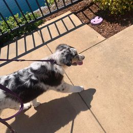 Australian Shepherd Puppies from Trinity Kennels