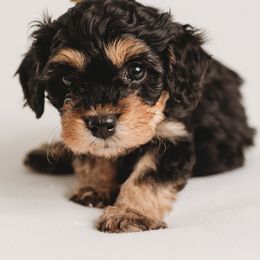 Cavapoo Puppies from PuppybuddyUSA