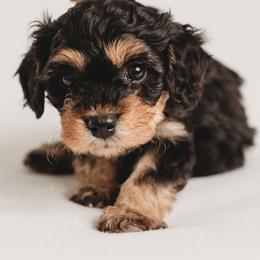 Cavapoo Puppies from PuppybuddyUSA