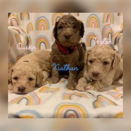 F1b - Goldendoodle puppy in Oklahoma from Dandelion Doodles of Oklahoma