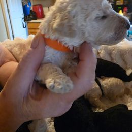 Mr. Orange - White male Poodle puppy in Parachute, Colorado from shelby ealey