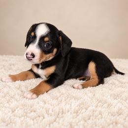 Isadora - Piebald female Dachshund puppy in Augusta, Georgia from Cherokee Hill Dachshunds