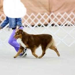 Miniature Australian Shepherds from Dandies Herding Buddies