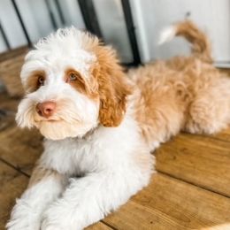 Bingo - Australian Labradoodle