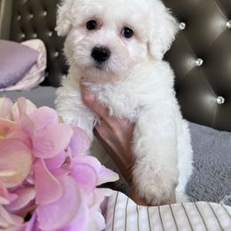 Coton de Tulear Puppies from Viktoriia's Coton De Tulears & French Bulldogs
