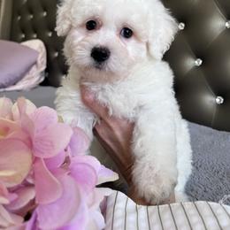 Coton de Tulear Puppies from Viktoriia's Coton De Tulears & French Bulldogs