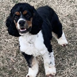 Cocker Spaniels from Middle Ga Cockers