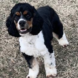 Cocker Spaniels from Middle Ga Cockers