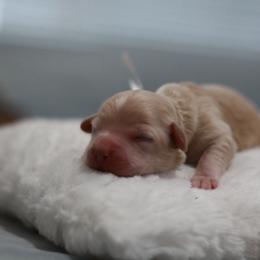 Mr. White Collar - Cream male Maltipoo puppy in Springtown, Texas from North Texas Puppies