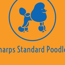 Poodles from Sharp’s Standard Poodles