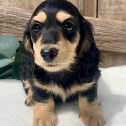 Black and Cream - Black and cream male Dachshund puppy in Nampa, Idaho from Long_and_Low_Dachshunds