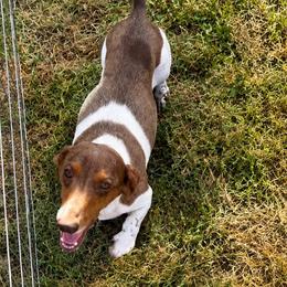 Waylon CKC - Dachshund