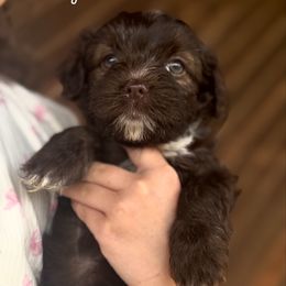 Sugarfoot - Chocolate female Havanese puppy in Brisbane, California from Natalie’s Havanese