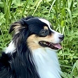 Roscoe  - Miniature Australian Shepherd