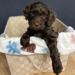 Australian Labradoodle puppies from Colorado Labradoodle