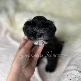 Miniature Schnauzer Puppies from Love Giver Schnauzers
