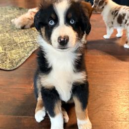 Buddy (AKC and ASDR) - Black tri male Miniature American Shepherd puppy in Stockton, Missouri from Kizmit Farmz